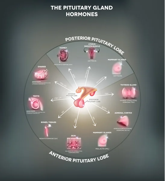 Hipofiz bezi ve hormonlar — Stok Vektör