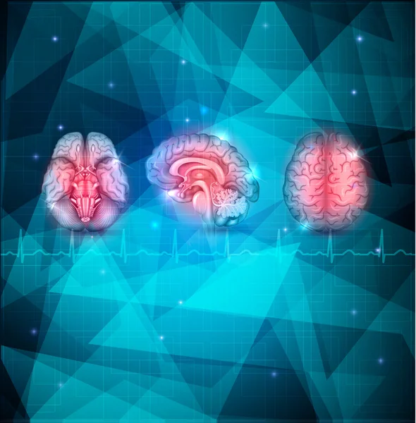Menselijk brein gedetailleerde anatomie — Stockvector