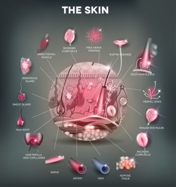 Yuvarlak şeklinde, detaylı şekilde Deri anatomisi