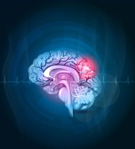 Sección transversal del cerebro, fondo abstracto de las arterias — Archivo Imágenes Vectoriales