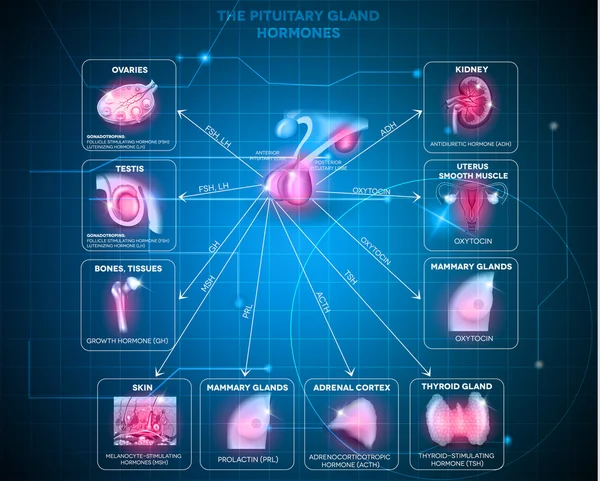 Hormones hypophysaires fond — Image vectorielle