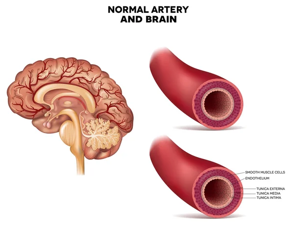 Struktura normalnych tętnic i mózgu — Wektor stockowy