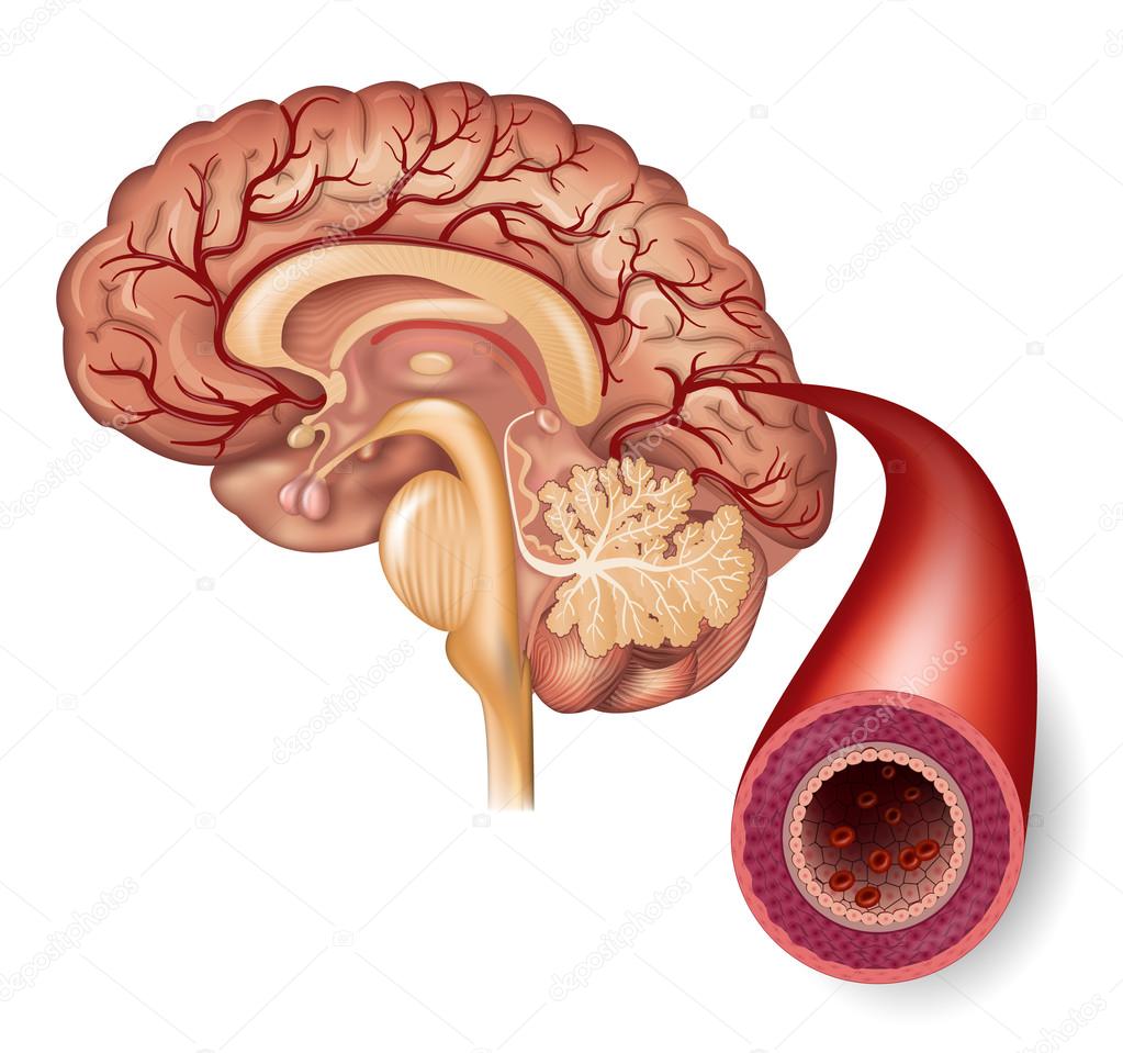 ᐈ Sagittal View Brain Labeled Stock Pictures Royalty Free