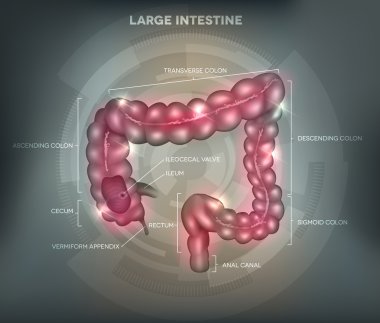 Human colon grey background clipart