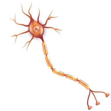 Nerve cell illustration