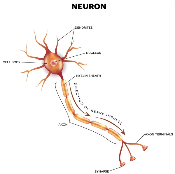 Labeled diagram of the neuron — Stock Vector