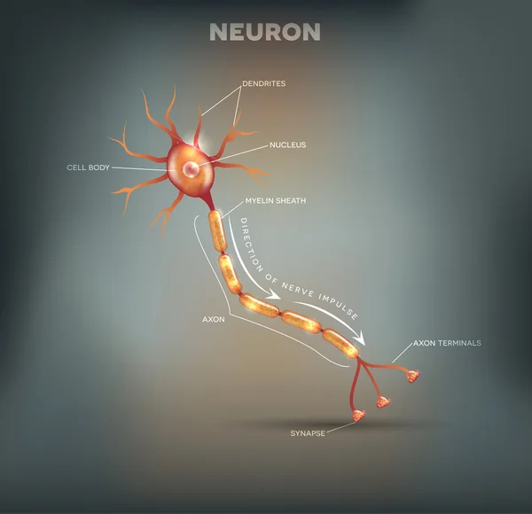 Illustrazione delle cellule nervose — Vettoriale Stock