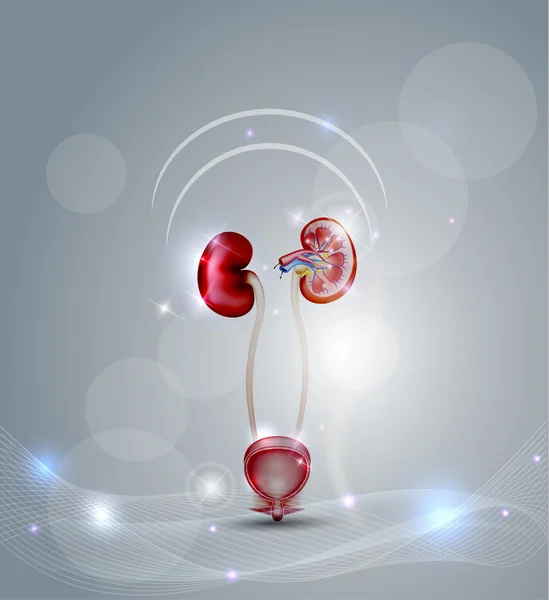 Urinary bladder and kidneys — Stock Illustration Urinary bladder and kidneys Vector Graphics