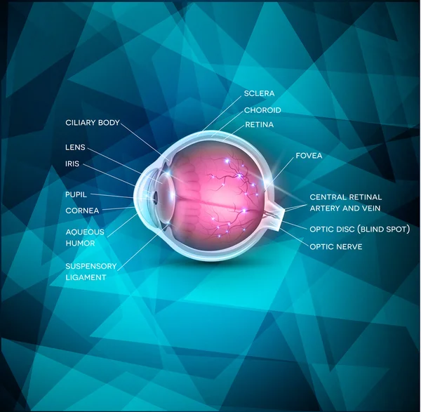 Oeil normal fond abstrait — Image vectorielle