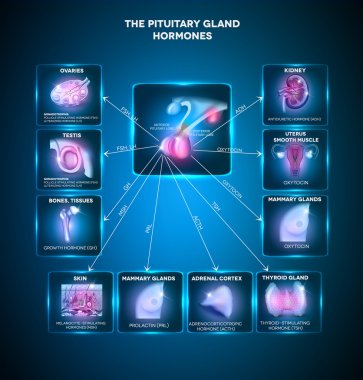 Pituitary gland hormones clipart