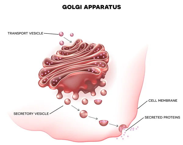 Golgi apparatus a part of the cell. — Stock Vector
