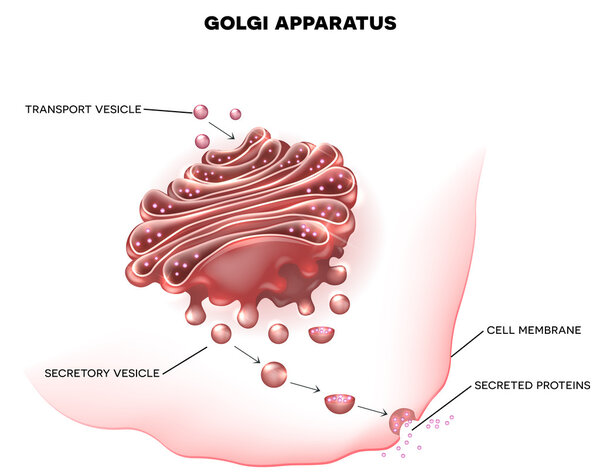Golgi apparatus a part of the cell.