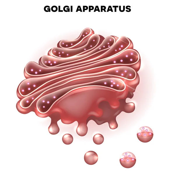 Golgi apparatus a part of the cell. — Stock Vector