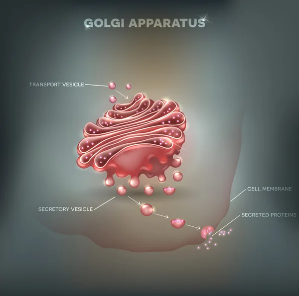 Golgi-apparaat abstracte achtergrond — Stockvector