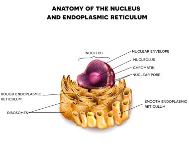 Cell Nucleus and Endoplasmic reticulum clipart