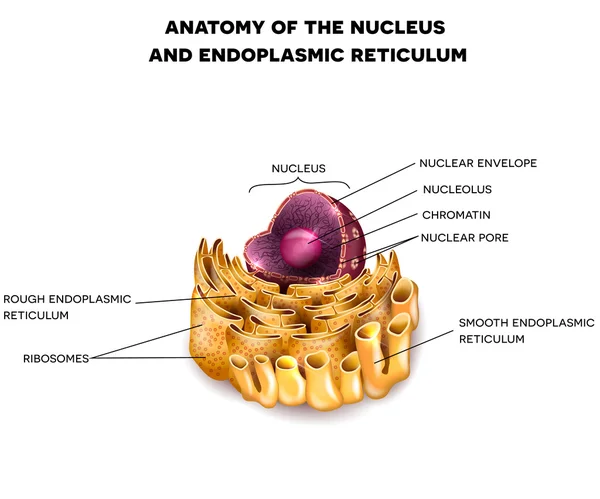 Nucleo cellulare e reticolo endoplasmatico — Vettoriale Stock