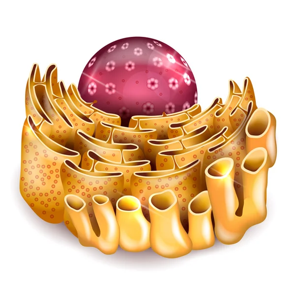 Noyau cellulaire et réticulum endoplasmique — Image vectorielle