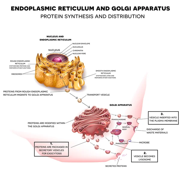 Endoplazmik retikulum ve Golgi aygıtı — Stok Vektör