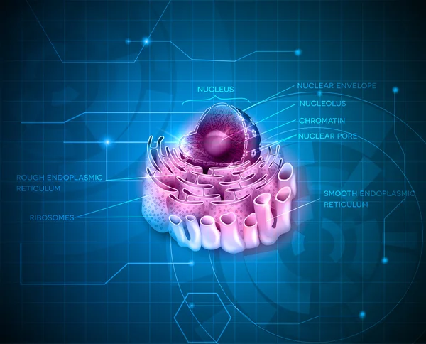 Cell Nucleus and Endoplasmic reticulum — Stock Vector