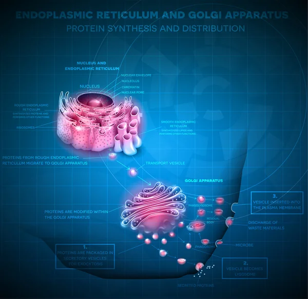 Núcleo celular e retículo endoplasmático — Vetor de Stock