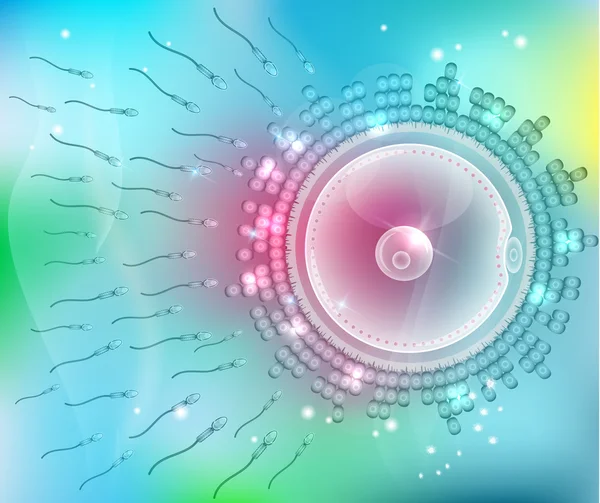 Fertilisation de l'ovule anatomie détaillée — Image vectorielle