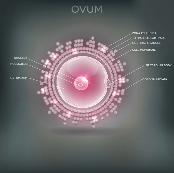 Ovum anatomi ayrıntılı — Stok Vektör