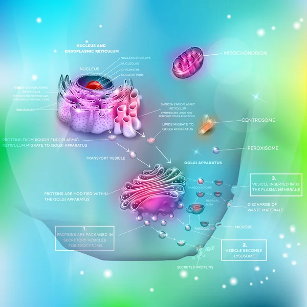 Anatomía y funciones celulares — Archivo Imágenes Vectoriales