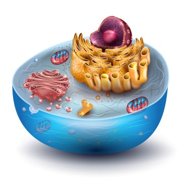 Cell structure cross section clipart