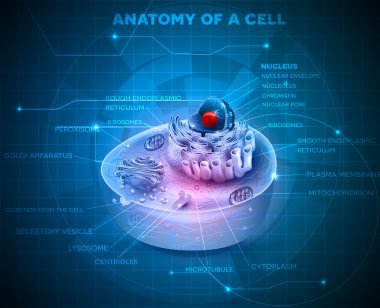 Cell structure cross section clipart