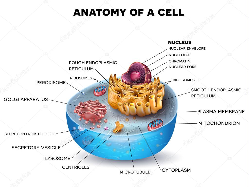 Cell structure cross section
