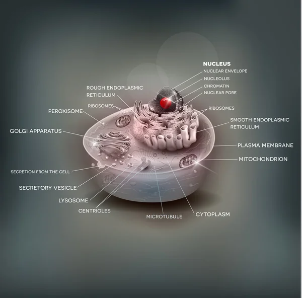 Komórka anatomia piękne oczka tło — Wektor stockowy