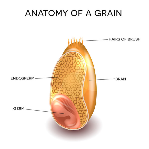 Cross section of a grain