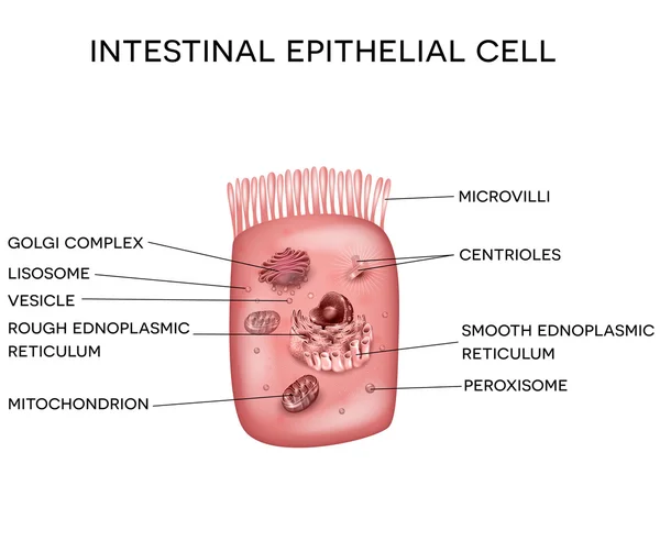 Intestinal epithelial cell with microvilli — Stock Vector