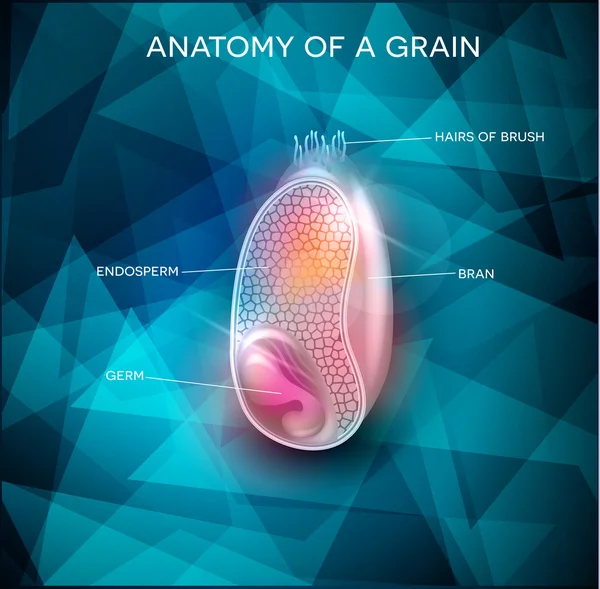 Anatomía del grano sobre un hermoso fondo — Archivo Imágenes Vectoriales