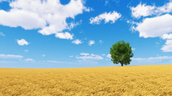 Campo de trigo dorado con árbol aislado y cielo azul — Foto de Stock