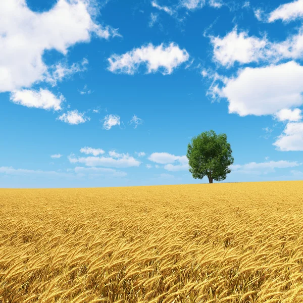 Golden wheat field with isolated tree and blue sky — Stock Photo, Image