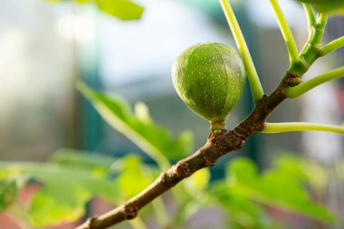 Bir dalda olgunlaşmış incir meyvesi. Yeşil incirli kök. İncirli meyve yetiştirme. Olgunlaşan incir, büyüyen incir çalısı