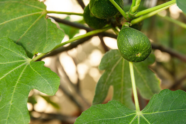Young ripening fig fruit on a branch. Stem with Green Figs. Fig fruit growth. Ripening stage of figs, growing fig bush