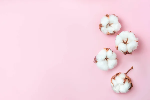 Flowers composition. Cotton flowers on pastel pink background. Flat lay, top view. Natural flower background, copyspace
