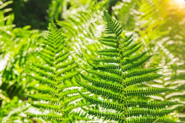 Eğrelti otu. Yeşil eğreltiotu bitkileri doğada. Ormandaki eğreltiotu bitkileri. Taze yeşil tropikal yeşillik. Güneşli orman manzarası. Dekorasyon yaprağı bitkisi, bahar mevsimi doğa arka planı.