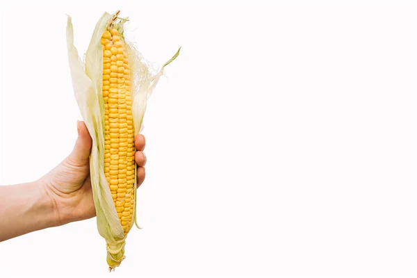 Hand Holding Ear Corn Isolated White Background Copy Space — Zdjęcie stockowe