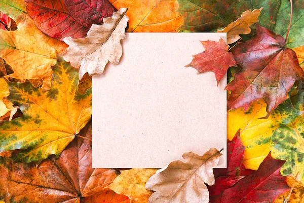 航空機の空白のフレームと秋の葉の背景 秋のモックアップ 秋の組成 秋の概念 フラットレイアウト トップビュー コピースペース — ストック写真