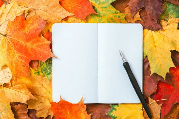 Sonbahar yaprakları ve mürekkep kalemli bir defterin üst görüntüsü. Renkli akçaağaç yaprakları ve boş günlük sayfaları. Sonbahar modeli, kopyalama alanı, üst görünüm, eğitim konsepti. Doğal sonbahar yaprakları arka plan
