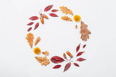 Sonbahar kompozisyonu. Sonbahar kırmızısı, altın yapraklar, çiçekler ve meşe palamudundan yapılmış çelenkler. Çember sonbahar modeli, düz alan, üst görünüm, kopyalama alanı