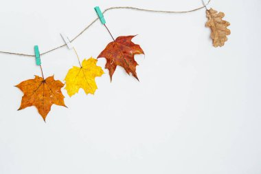 Sonbahar yaprakları çamaşır ipinde sallanıyor. Taze meşe, akçaağaç ve akçaağaç yaprakları klipslerle ipte sallanıyor. Renkli sonbahar yaprakları - sarı, turuncu, kırmızı. Uzayı kopyala, düz yat