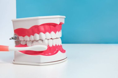 Diş fırçasıyla alt dişlerini mavi arka plana sürten plastik çene modeli, doğru ağız hijyen tekniğini, diş bakımını ve ortodontigi gösteriyor