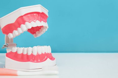 Diş fırçasının yanına mavi arkaplan, fotokopi alanı, diş bakımı, ortodonti ve diş fırçası yerleştirilmiş açık diş çene modeli
