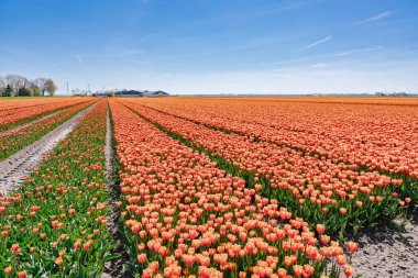 Çiçek açan turuncu laleler Hollanda ampul çiftlikleri boyunca uzanıyor, ufka doğru uzanan geometrik çizgiler oluşturuyor, turizm