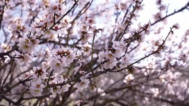 Yumuşak bahar ışığında ince dallarda sallanan soluk pembe çiçeklerin yakın görüntüsü, narin doğal hareket yaratıyor, bahar doğası, botanik arka plan