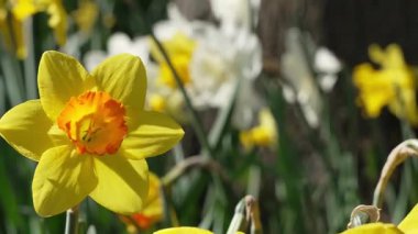Sarı nergis çiçeklerini kapat ve bahçede yavaşça hareket et, yakın plan, çiçekli arka plan.